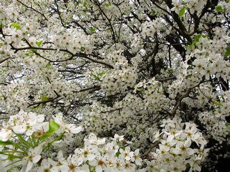 tree with small white flowers.